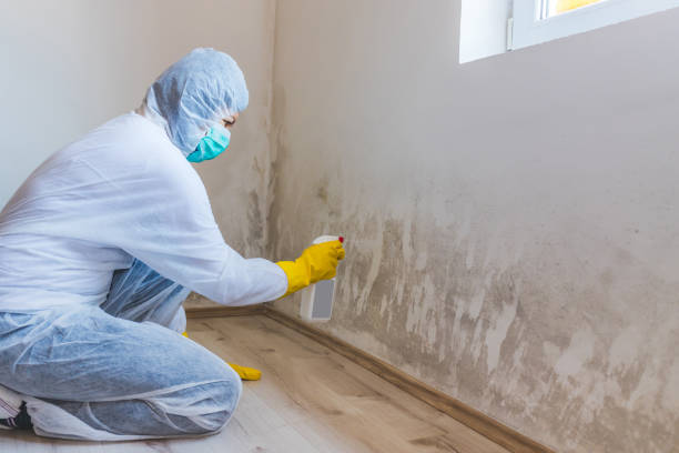 Licensed Mold Testing service in Audubon, NJ - WQB Mold Removal