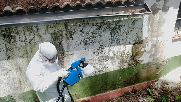 Top rated local Mold Testing specialists in Audubon, NJ